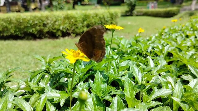Butterfly perched on a yellow flower with damaged wings