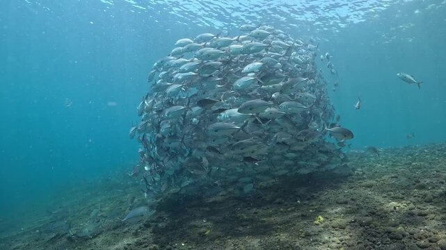 School of Bigeye Trevally (Caranx sexfasciatus), 4K UHD footage, Tulamben Bali Indonesia. Natural synchronized behavior in reef ecosystem, marine biodiversity, open water copy space