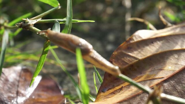 A small, brown, shellless snail moves on a large, dry autumn leaf. This land-dwelling gastropod mollusk stretches its slimy body to climb a blade of wild green grass on the ground.