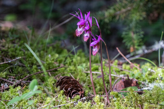 Pretty purple flowers in the forest