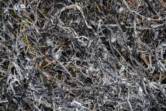 Abstract Close-Up of Burnt Vegetation and Textured Surface.