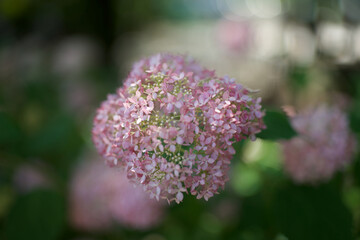 Fototapeta premium Beautiful pink smooth hydrangea blooming beautifully on the bright grounds of Honmonji Temple in Tokyo