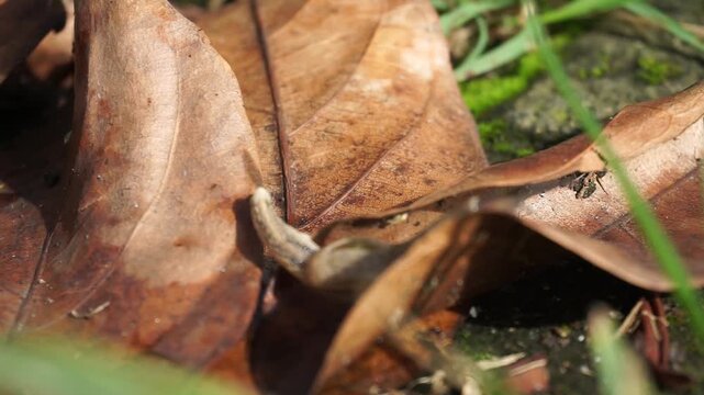A small, brown, shellless snail moves on a large, dry autumn leaf. This land-dwelling gastropod mollusk stretches its slimy body to climb a blade of wild green grass on the ground.