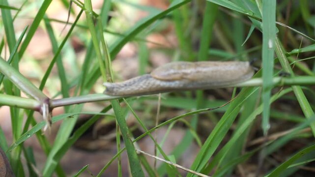A small, brown, shellless snail moves on a large, dry autumn leaf. This land-dwelling gastropod mollusk stretches its slimy body to climb a blade of wild green grass on the ground.