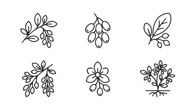 Barberry fruit and leaves hand drawn illustration set with barberry botanical illustration isolated ingredient nutrition collection agriculture