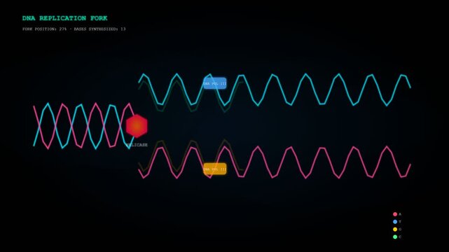 DNA Replication Fork Genetic Division Biology Loop