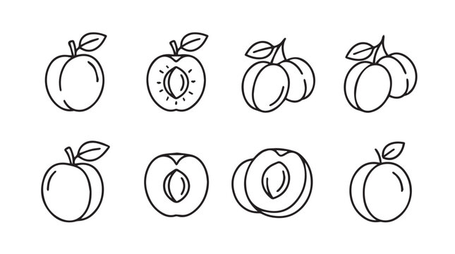 Peach apricot fruit hand drawn icon set with stonefruit illustration isolated nutrition ingredient collection agriculture