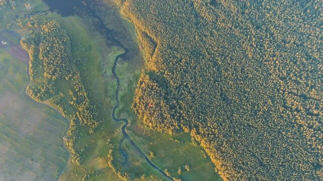 Swampy pond and river. Aerial panoramic view over a vast forested wetland at sunset, winding water channels cutting through dense evergreen canopy under warm golden light. Drone footage