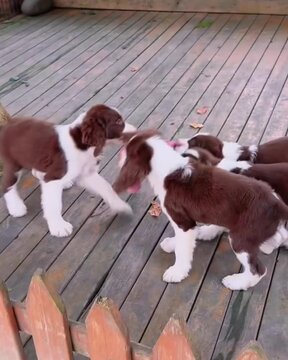 english cocker spaniel puppies