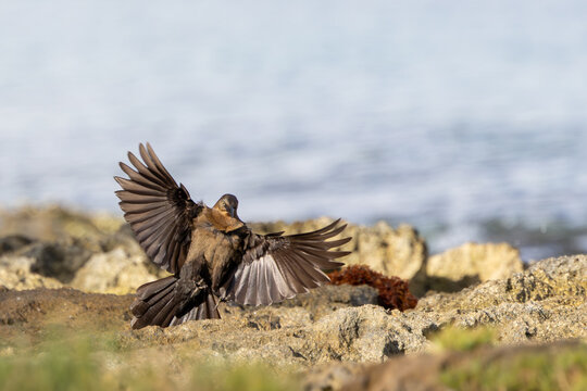 Female Grackle Spreading Wings On Rocky Coastal Shore