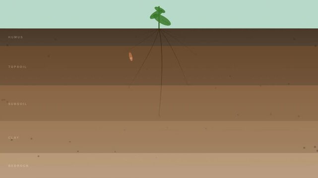 Regenerative Soil Cross Section Ecosystem Loop Agricultural Sustainability 4K
