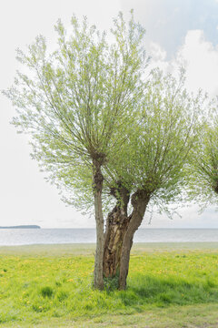 Pollard willow tree with hollow trunk standing in a blooming dandelion meadow on the Baltic Sea shore near Putpus on the Island of R&uuml;gen, Germany