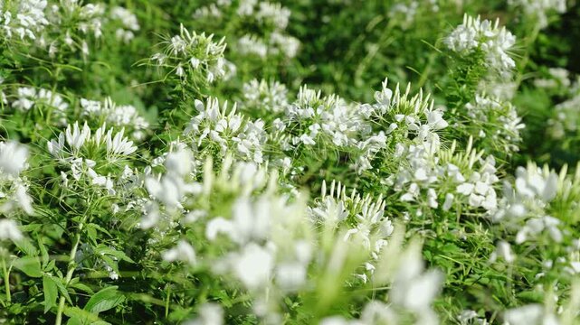 Close up of delicate white cleome flowers blooming in a sunny summer garden