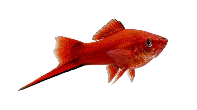 Bright red swordtail fish swimming isolated against a transparent background