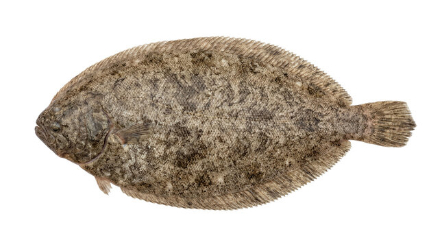 Raw fresh flounder fish isolated on transparent background top view
