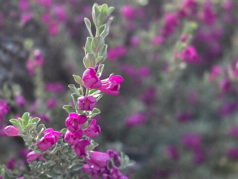 Beautiful pinkish purple flowers of Texas Sage blooming in the garden with blurred background.