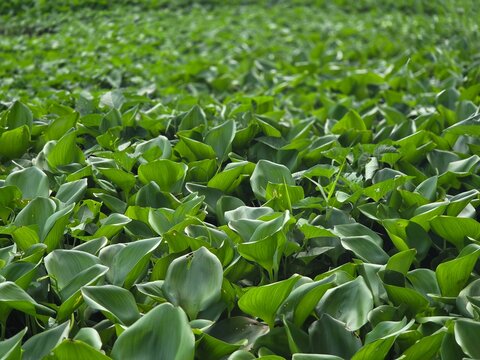 Full frame of lush green water hyacinth leaves growing densely on the water surface.