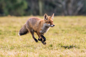 Fototapeta premium Cute Red Fox, Vulpes vulpes in fall forest. Beautiful animal in the nature habitat. Wildlife scene from the wild nature. Red fox running in orange autumn leaves