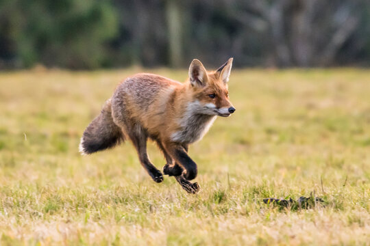 Cute Red Fox, Vulpes vulpes in fall forest. Beautiful animal in the nature habitat. Wildlife scene from the wild nature. Red fox running in orange autumn leaves