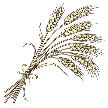 Vector illustration of a hand drawn wheat sheaf tied with a ribbon agriculture illustration botanical