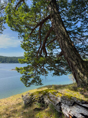 Fototapeta premium Pine tree at the edge of a tranquil bay