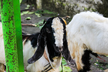 Fototapeta premium Black and White Goat with Long Ears Standing Outdoors in Rural Farm Setting