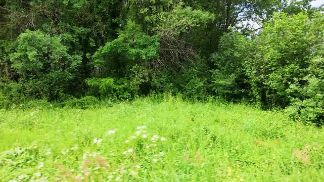 Lush Green Garden Hedge and Wildflower Meadow in Paris France