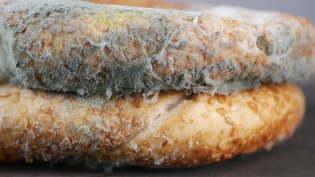 Moldy bread shows signs of spoilage over time