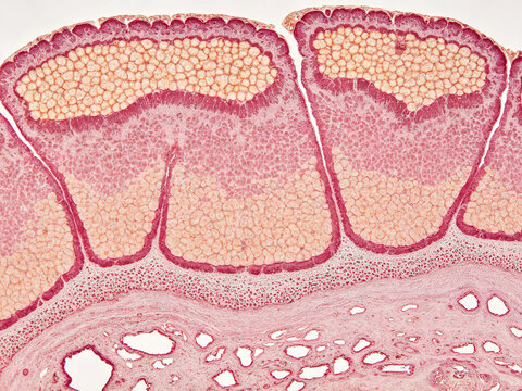 Hematoxylin-eosin stained sections of human pancreatic acinar cells show characteristic basophilic basal cytoplasm and eosinophilic apical zymogen granules, with naturally arranged acini.