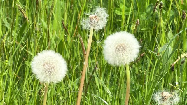 Fluffy dandelion seed heads swaying gently in the wind on a bright, sunny summer day