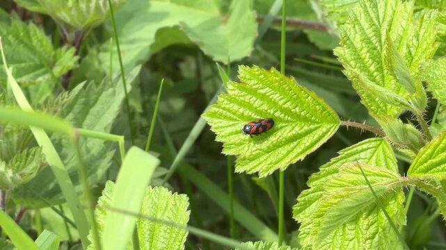 Black-and-red froghopper, cercopis vulnerata, resting on a vibrant green leaf in a meadow