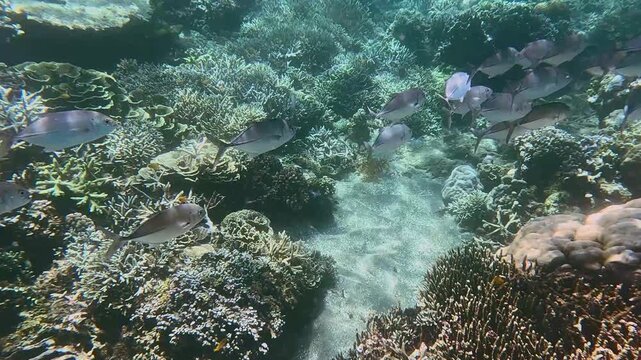 School of Bigeye trevally (Caranx sexfasciatu) swimming over a vibrant coral reef teeming with diverse coral species in clear shallow waters. In the renown diving destination of Dauin, Philippines