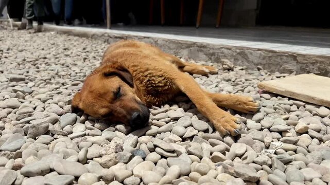 Stray Dog Sleeping on Pebbles Ignored by People Passing By