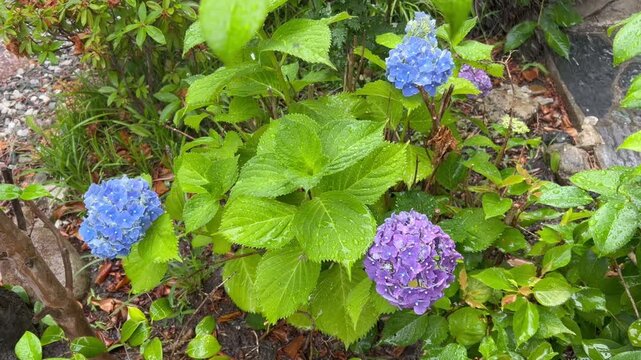 庭の紫陽花と雨