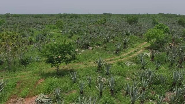 a fiel full with henequen in yucatan mexico