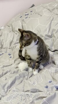 The cat is playing with a fluffy toy on the bed.
