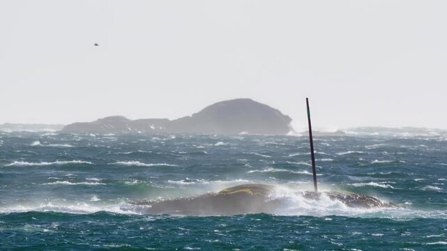 Slow motion shot of a seabird flying effortlessly against the glare of a bright, sun-drenched day over jagged rocky islets in a turbulent coastal sea. Lofoten Islands, Northern Norway