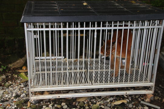 Iron cage with a wild cat relaxing in a relaxing white artistic and classic iron design