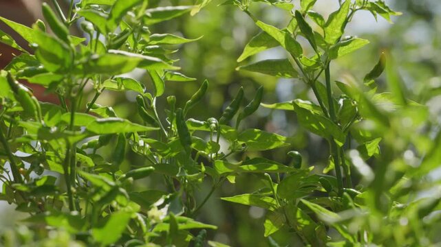 Lush green chili pepper plant with growing pods gently moving in the wind on a sunny day