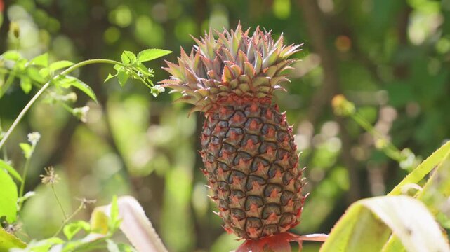 Young pineapple fruit, ananas comosus, growing on a stem surrounded by vibrant green foliage