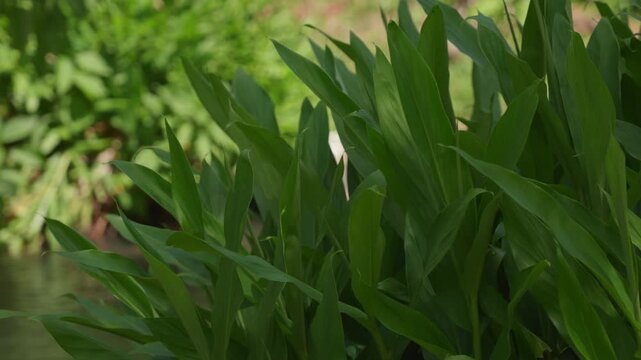 Lush green galangal leaves rustling in a gentle wind with a tranquil river in the background