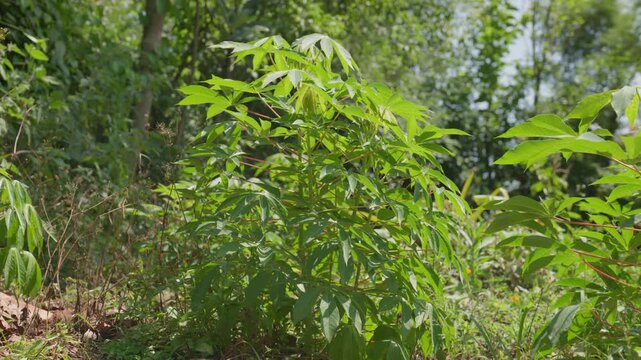 Lush green cassava plant with vibrant leaves swaying in the wind on a sunny day in the jungle
