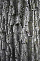 Obraz premium Close-up view of the rough and textured bark of a tree