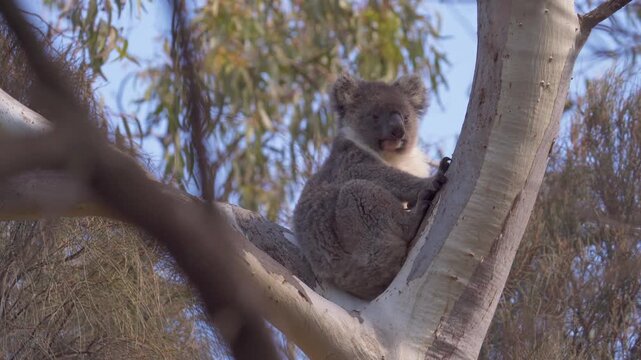 Wild Koala Resting In Eucalyptus Tree Fork In Australian Bush, Ground Level Shot