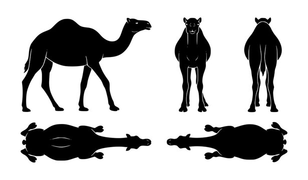 Camel silhouette vector set with side front back and top view desert animal collection isolated on white background