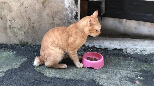 A ginger cat with American bobtail crouches beside a pink bowl filled with dry cat food on a wet, textured surface.