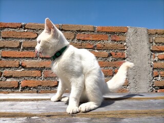 White cat cushions. High quality photo © Suryaning Bawono