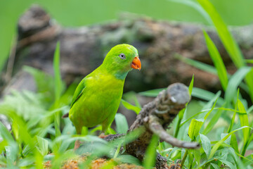 Fototapeta premium Portrait of a beautiful parrot in a park in Ho Chi Minh City, Vietnam.