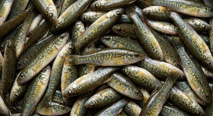 Fototapeta premium Fresh raw minnow fish pile displayed in a market setting showing detailed scales and natural colors for culinary preparation and commercial fishing industry concepts