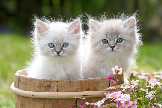 Two Neva Masquerade Kittens Blue Eyes Wooden Barrel Pink Flowers &mdash; Adorable Siberian Cat Siblings Togetherness Spring Nature Portrait Norway